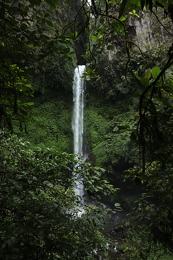 Nature, Trees, Rocks, Waterfall, Branches HD phone wallpaper