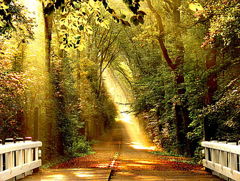 Sunshine for All, sunshine, nature, forest, beauty HD wallpaper
