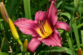 Flowers, Flower, Greens, Buds, Lily, Stamens HD wallpaper