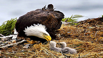 Eagle Family, chicks, feeding, eagle, nest HD wallpaper