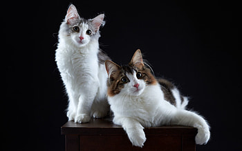 Animals, Cats, Fluffy, Couple, Pair HD wallpaper