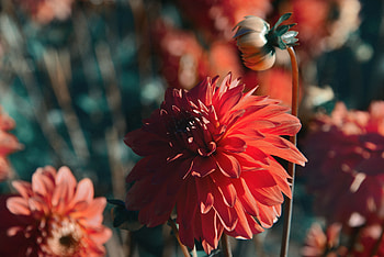 Flowers, Flower, Close-Up, Bloom, Flowering, Dahlia HD wallpaper