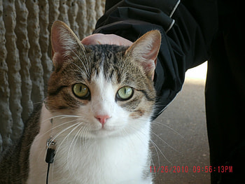 nimr, cat, beautiful, green eyes, on a leash HD wallpaper
