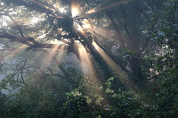 Fangorn, Movies, Fangorn Forest HD wallpaper