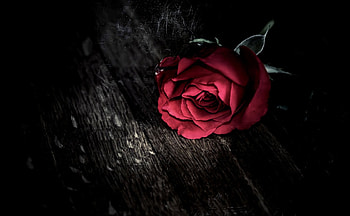 Red Rose, rose, macro, red, flower HD wallpaper