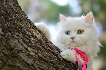 Adorable Cat , white cat, graphy, cute, cat, adorable, blue eye HD wallpaper