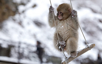 Animals, Snow, Monkey, Swing, Small, Petite HD wallpaper