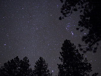 Trees, Stars, Night, Dark, Starry Sky, Darkness HD wallpaper