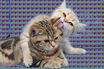TWO FELINES IN LOVE, LOVE, CUTE, IN, FELINES, ADORABLE HD wallpaper