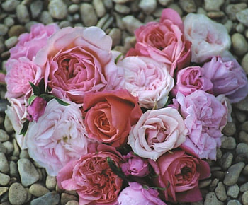 FOR YOU DREAMER-GIRL FROM KATE, friend, beautiful, flowers, for HD wallpaper