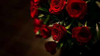 Bouquet Of Red Roses Petals Flowers Green Leaves In Dark Background Flowers HD wallpaper