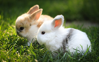 Animals, Rabbits HD wallpaper