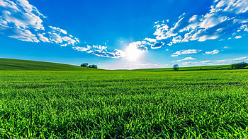 Green Field, sky, nature, field, green HD wallpaper