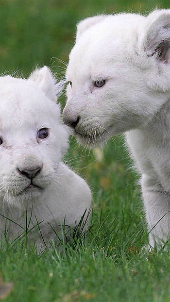 White Lion, Cute, Lion Baby HD phone wallpaper