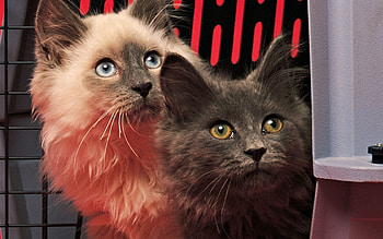 Animals, Cats, Fluffy, Couple, Pair, Shadow HD wallpaper