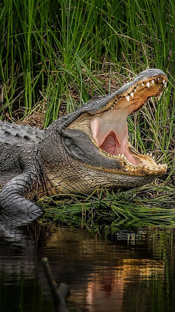 Alligator , background, Android HD phone wallpaper