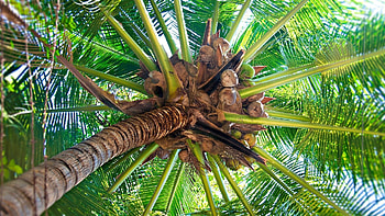 Nature, Coconuts, Palm, Branches, Branch, Fruit, Trunk, From Below HD wallpaper