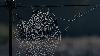 Spider Web, animal, web, spider, insect HD wallpaper