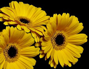 Yellow Gerbera Flower, nature, gerbera, yellow, flower HD wallpaper
