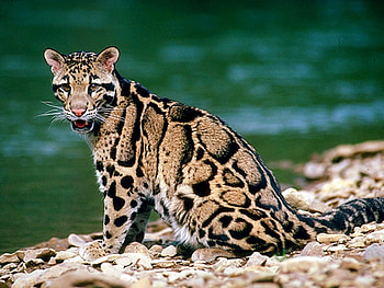 wild beauty, wild cat, water, nice HD wallpaper
