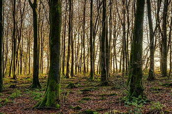 Nature, Trees, Beams, Rays, Forest, Moss HD wallpaper
