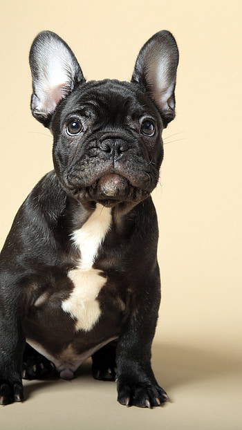 French Bulldog, Girly HD phone wallpaper