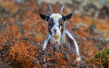 American Pygmy, Goats HD wallpaper