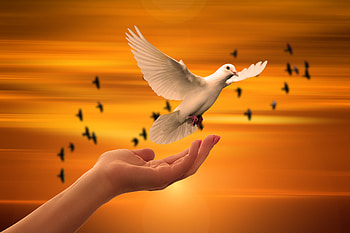 Dove Bird Flying Away, dove, birds HD wallpaper