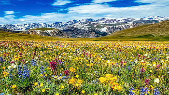 Wildflowers on Beartooth Pass, Custer Gallatin National Forest, Montana, summer, blossoms, landscape, clouds, sky, mountains, usa HD wallpaper