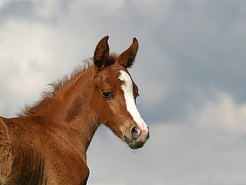 Young & beautiful, horses HD wallpaper