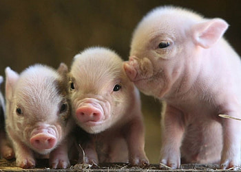 HUEY,DEWEY & LOUIE, animal, pink, pigs, swine, cute HD wallpaper