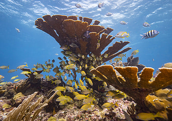 Insurance protecting, Coral reef climate impacts HD wallpaper
