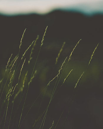 Nature, Grass, Plant, Macro, Ears, Spikes HD phone wallpaper