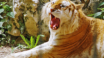 a tiger's roar, animal, leaves, tiger, rock HD wallpaper
