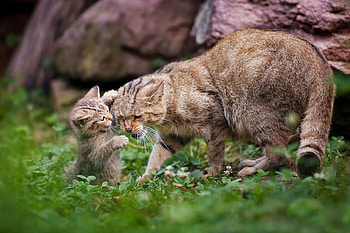 Animals, Cats, Cat, Young, Kitty, Kitten, Couple, Pair, Playful, Care, Joey HD wallpaper