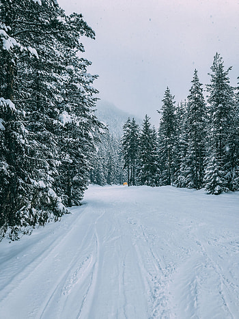 Winter, Nature, Trees, Snow, Road, Forest, Traces HD phone wallpaper