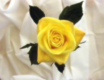 yellow rose, plants, soft, nice, rose, delicate, pretty, petals, bud, yellow, nature, flowers, lovely HD wallpaper