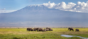 Kilimanjaro, Travels, Safari tour, Kilimanjaro National Park HD wallpaper