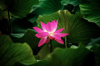 Flowers, Leaves, Lotus, Flower, Plant HD wallpaper