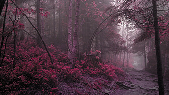Lilac Grass Tress , trees, autumn, nature HD wallpaper