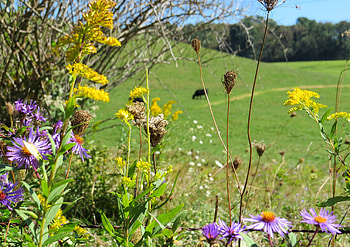 September in the Country, september, field, farm, nature, grass, wildflower HD wallpaper