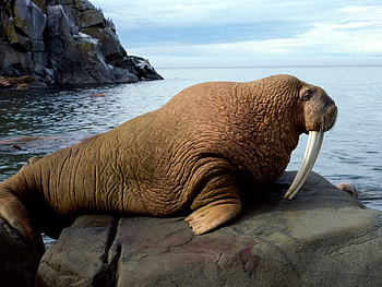 Animals, Seals HD wallpaper
