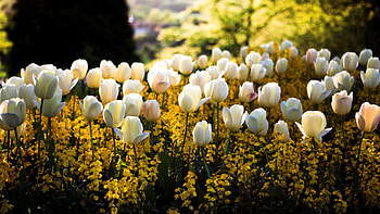 Flowers, Tulips, Park, Flower Bed, Flowerbed, Spring HD wallpaper