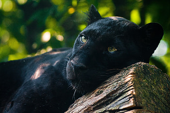 Animals, To Lie Down, Lie, Predator, Log, Panther HD wallpaper