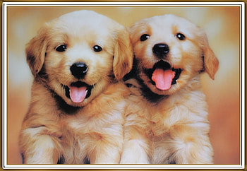 CUTE PUPPIES, NATURE, PUPPIES, CUTE HD wallpaper