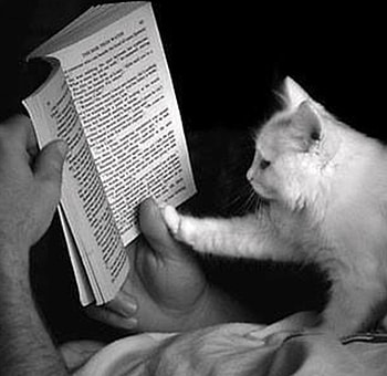 read together, white, black, graphy, animals, cats, nature HD wallpaper
