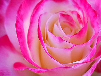 Petals, rose, pink, white, flower HD wallpaper