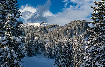 Fir tree , Nature's splendor, Majestic presence, Serene beauty HD wallpaper