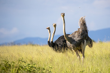 Stylish ostrich , Modern designs, Trendy backgrounds, Digital artwork HD wallpaper