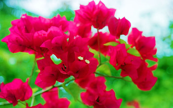 Purple Bougainvillea, purple, petals, garden, nature, flowers HD wallpaper